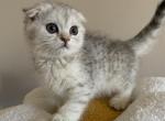 Misty Scottish Fold Female Kitten - Scottish Fold Kitten For Sale - Tacoma&comma; WA&comma; US