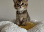 Loki Scottish kitten - Scottish Straight Kitten For Sale - Tacoma&comma; WA&comma; US