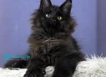Dendy - Maine Coon Kitten For Sale - Hollywood&comma; FL&comma; US