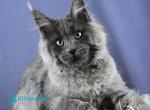 Bell - Maine Coon Kitten For Sale - Hollywood&comma; FL&comma; US