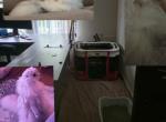 Longhair & shorthair Scottish straight & fold - Scottish Straight Kitten For Sale - Charlotte&comma; NC&comma; US