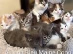 Apollo x Calypso - Maine Coon Kitten For Sale - Pearland&comma; TX&comma; US