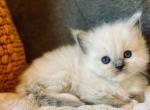 Ragdolls - Ragdoll Kitten For Sale - Charlotte&comma; NC&comma; US