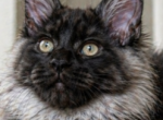 European TICA  FIFe  WCF Registered Cattery - Maine Coon Kitten For Sale - DC&comma; US