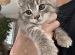Lucy - British Shorthair Kitten For Adoption - 