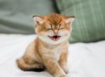 Bella - Scottish Straight Kitten For Sale - 
