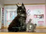 Silver smoke babies - Maine Coon Kitten For Sale - Jacksonville&comma; FL&comma; US