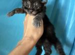 Moon Cat - Maine Coon Cat For Sale - Jacksonville&comma; FL&comma; US