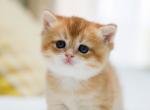 Biscuit - Scottish Straight Kitten For Sale - 