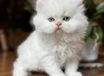 Male Persian - Persian Kitten For Sale - Salina&comma; KS&comma; US
