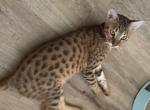 Kainen - Savannah Cat For Sale - Boynton Beach&comma; FL&comma; US