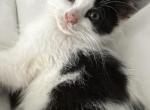 Charlie - British Shorthair Kitten For Sale - 
