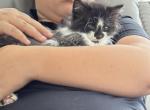 Snuggles - Maine Coon Kitten For Sale - 