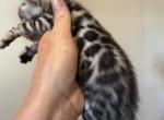 Geppetto - Bengal Kitten For Sale - Hermann&comma; MO&comma; US