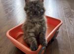 Smoke grey Female - Maine Coon Kitten For Sale - 