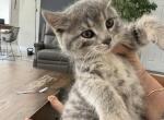 Jessi - Burmese Kitten For Sale - 
