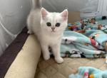 Nebula - Scottish Straight Kitten For Sale - Conestoga&comma; PA&comma; US