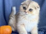 Scottish Fold Golden Female - Scottish Fold Kitten For Sale - Orlando&comma; FL&comma; US