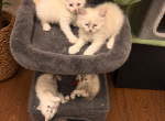 Mushroom Litter - Ragamuffin Kitten For Sale - Diamond Bar&comma; CA&comma; US