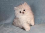 chinchilla silver Female Persian Kitten - Persian Kitten For Sale - Stanton&comma; MO&comma; US