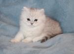 CFA Chinchilla silver Male Persian Kitten - Persian Kitten For Sale - Stanton&comma; MO&comma; US