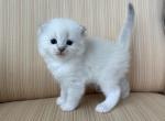 Scottish White Point Males - Scottish Fold Kitten For Sale - Orlando&comma; FL&comma; US