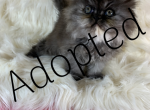 Doll face - Persian Kitten For Sale - 