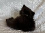 Male kitten - Exotic Kitten For Sale - 