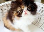 Bank - Persian Kitten For Sale - 