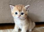 Tom 1 - British Shorthair Kitten For Sale - Brooklyn&comma; NY&comma; US