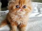 Darrin - Persian Kitten For Sale - Arlington&comma; VA&comma; US