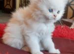 Ken - Persian Kitten For Sale - Arlington&comma; VA&comma; US