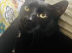 Coal - Bombay Cat For Adoption - Bristol&comma; CT&comma; US
