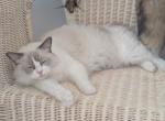 Vanessa - Ragdoll Cat For Sale/Service - Belton&comma; SC&comma; US