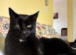 Coal - Bombay Cat For Adoption - Bristol&comma; CT&comma; US