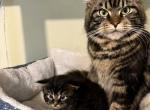 New babies - Maine Coon Kitten For Sale - Ashley&comma; WI&comma; US