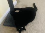 Ember - Bombay Cat For Sale - Bristol&comma; CT&comma; US