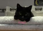 Ember - Bombay Cat For Sale - Bristol&comma; CT&comma; US