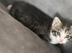 Turkish van - Turkish Van Kitten For Sale