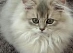 Cleo fluffy longhair male - British Shorthair Kitten For Sale - Matthews&comma; NC&comma; US