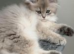 Cleo fluffy longhair male - British Shorthair Kitten For Sale - Matthews&comma; NC&comma; US
