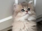 Cleo fluffy longhair male - British Shorthair Kitten For Sale - Matthews&comma; NC&comma; US