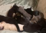 Little beans - American Shorthair Kitten For Sale - San Antonio&comma; TX&comma; US