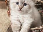 Litter K - Siberian Kitten For Sale - Tallahassee&comma; FL&comma; US