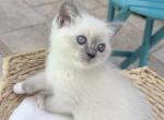 Cloud from Sky is the limit - Ragdoll Kitten For Sale - Longwood&comma; FL&comma; US