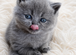 Available for registration - British Shorthair Kitten For Sale - Huntington&comma; NY&comma; US