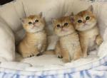 Kittens - British Shorthair Cat For Sale - 