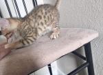 Adorable & Smart - Bengal Kitten For Sale - Denver&comma; CO&comma; US