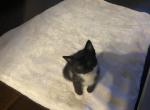 Kitty - Domestic Kitten For Adoption - Tracy&comma; CA&comma; US