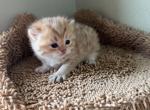 Simon - British Shorthair Kitten For Sale - 